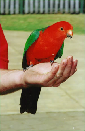 KingParrot