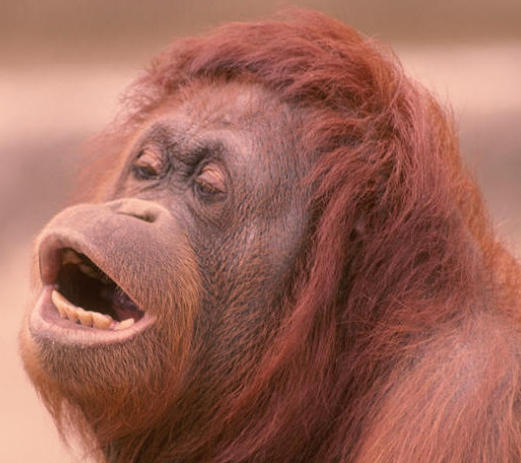 Orangután