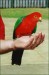 KingParrot