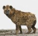 Hyena